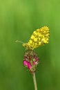 Anthocharis damone or The eastern orange tip butterfly