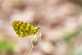 Anthocharis damone or The eastern orange tip butterfly