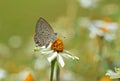 Luthrodes pandava or Chilades pandava , the plains Cupid or cycad blue butterfly , butterflies of Sri Lanka Royalty Free Stock Photo