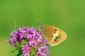 Coenonympha arcania , The pearly heath butterfly on pink flower , butterflies of Iran Royalty Free Stock Photo