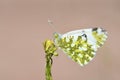 The eastern dappled white butterfly, Euchloe ausonia , butterflies of Iran Royalty Free Stock Photo