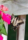 Ventral view of a female Papilio glaucus or Eastern Tiger Swallowtail