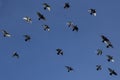 Ventral view of flock of domestic pigeons flying in formation