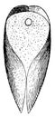 Ventral View of Gastrochaena, vintage illustration