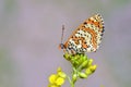 The Spotted Fritillary butterfly or Melitaea didyma