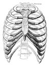 Ventral View of Thorax, vintage illustration