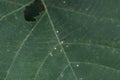 Ventral view of a tiny black spider belongs to an Orb weaver spider is on its web Royalty Free Stock Photo