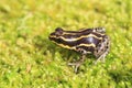 Ventre Poison Frog