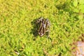 Ventre Poison Frog