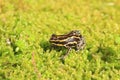 Ventre Poison Frog