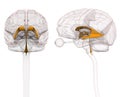 Ventricles of Brain Anatomy Royalty Free Stock Photo