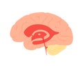 Ventricular system anatomy