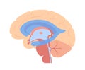 Ventricular system anatomy