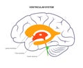 Ventricular system anatomy