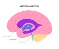 Ventricular system anatomy