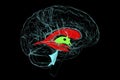 Ventricular system of brain, 3D illustration