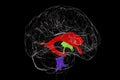 Ventricular system of brain, 3D illustration