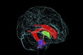 Ventricular system of brain, 3D illustration