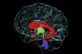 Ventricular system of brain, 3D illustration