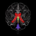 Ventricular system of brain, 3D illustration