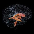 Ventricular system of brain, 3D illustration