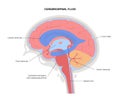 Ventricular system concept