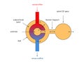 Ventricular system. Cross Section of a Human brain with ventricles and Cerebrospinal fluid, Monro-Kellie Doctrine, homeostasis