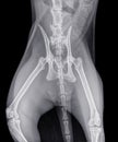 X-ray of a cat with a fracture of the pelvis