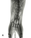 X-ray of a cat with a pelvic fracture Royalty Free Stock Photo