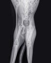 X-ray of a cat with a pelvic fracture