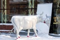 Sculpture of Glamour cow watching a mirror on a snowy winter day