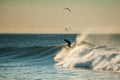 Ventura surfer loving off shore wind conditions. Royalty Free Stock Photo