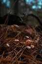 Whispering Woods: Hidden Mushrooms Amongst Autumnal Pine Needles