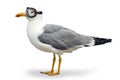 Venturesome seagull Royalty Free Stock Photo