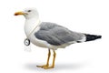 Venturesome seagull Royalty Free Stock Photo
