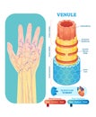 Venule anatomical vector illustration cross section. Circulatory system blood vessel diagram scheme on human hand silhouette.