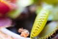 Venus fly plant Royalty Free Stock Photo