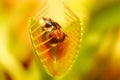 Venus Fly Trap Royalty Free Stock Photo