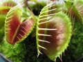 Venus Fly Trap Royalty Free Stock Photo