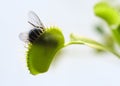 Venus Fly Trap In Action Royalty Free Stock Photo