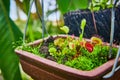 Venus fly trap carnivorous plants in macro close up of planter Royalty Free Stock Photo