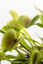 Venus Fly Trap Royalty Free Stock Photo