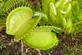 Venus Fly Trap (Dionaea muscipula)