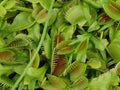 Venus fly trap, Dionaea muscipula, of family Droseraceae Royalty Free Stock Photo