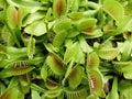 Venus fly trap, Dionaea muscipula, of family Droseraceae Royalty Free Stock Photo