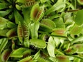 Venus fly trap, Dionaea muscipula, of family Droseraceae Royalty Free Stock Photo