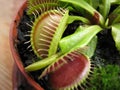 Venus fly trap