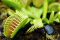 Venus fly trap Royalty Free Stock Photo