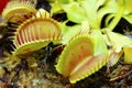 Venus fly trap Royalty Free Stock Photo