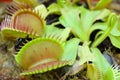 Venus fly trap Royalty Free Stock Photo